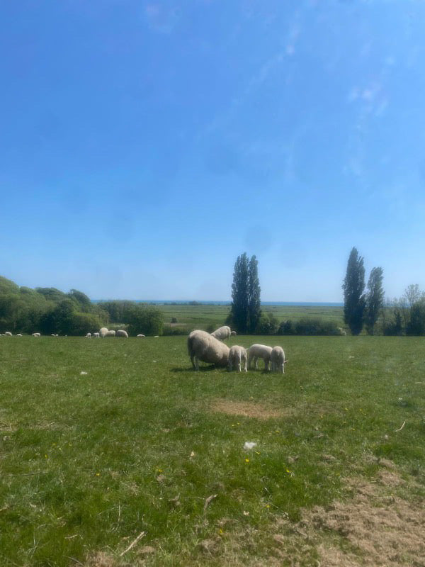The Winchelsea Circuit