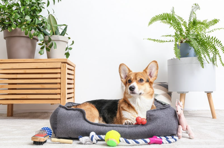 Dog Accessories